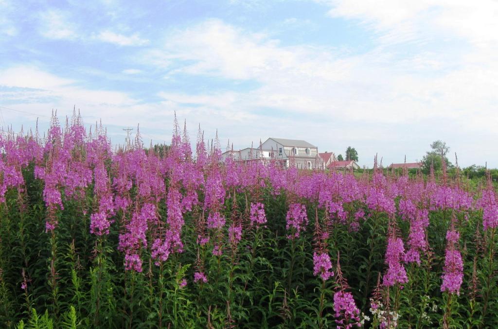 Motel De La Pointe Aux Bouleaux Baie-Sainte-Catherine Esterno foto